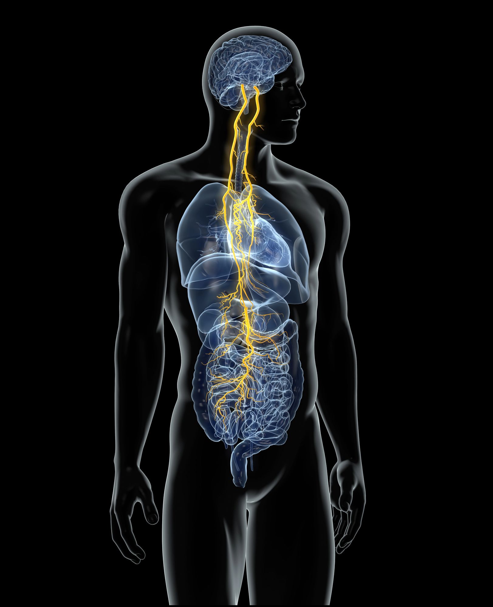 Vagus Nerve